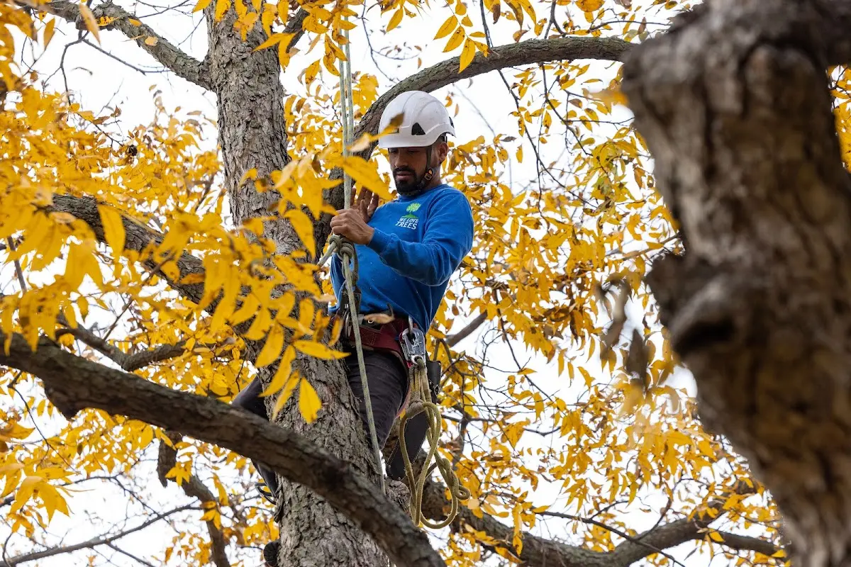 Skilled Tree Trimming crew working in Coshocton